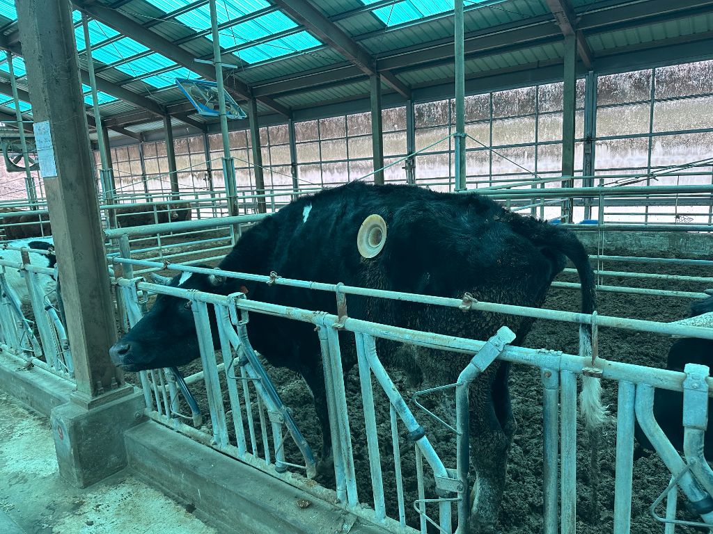 Cattle feeding trial