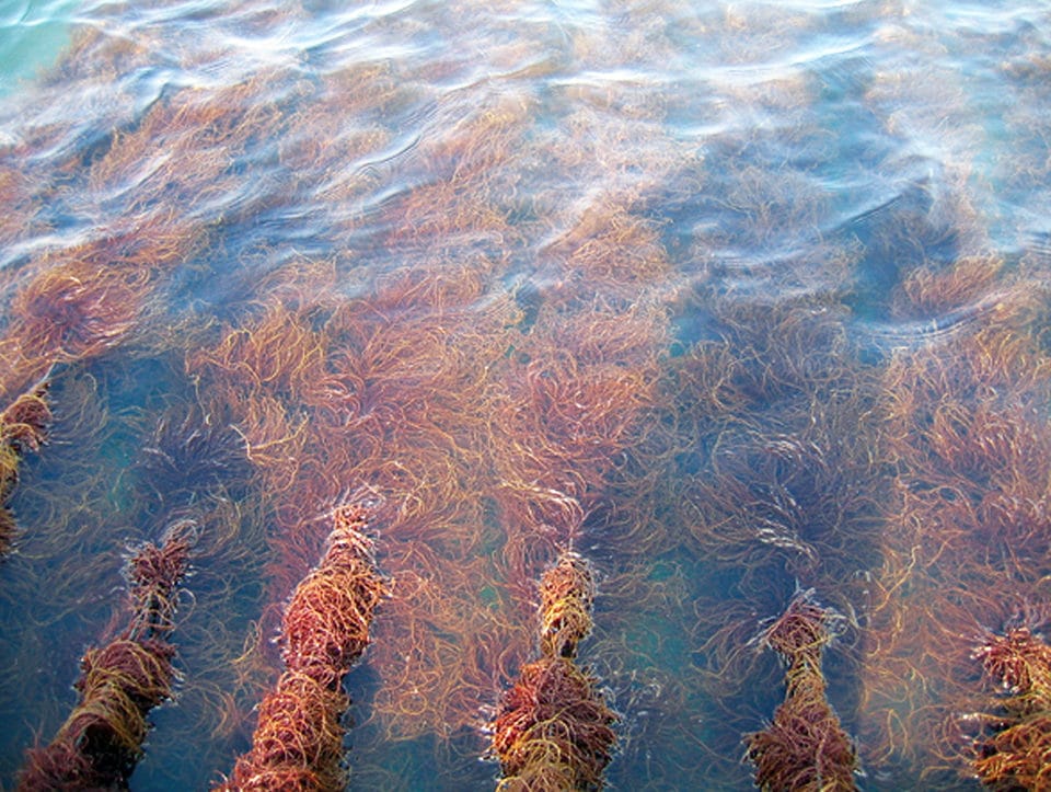 Gracilaria - 바다고리풀