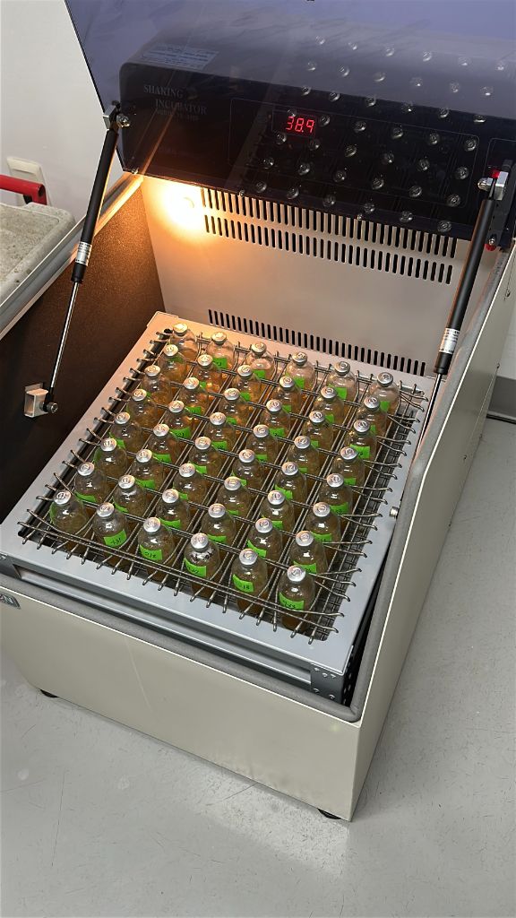 In vitro seaweed cultivation