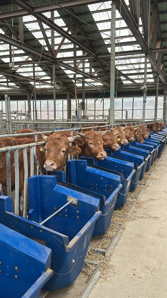 In vivo cattle trials