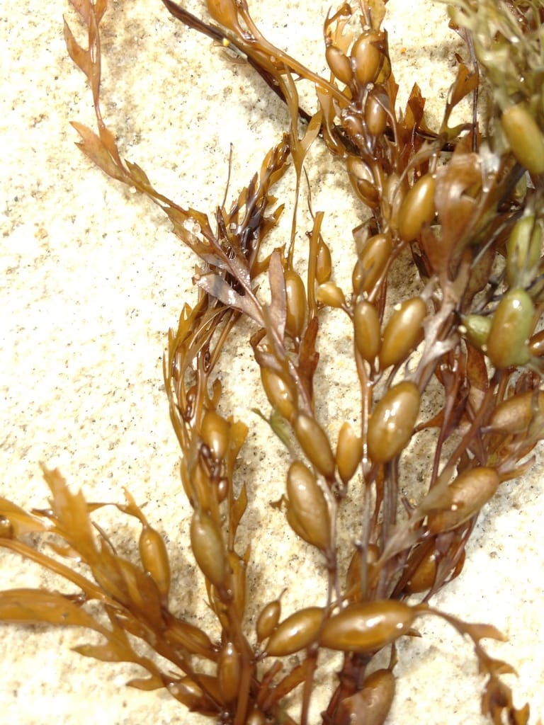 Sargassum horneri - 괭생이모자반