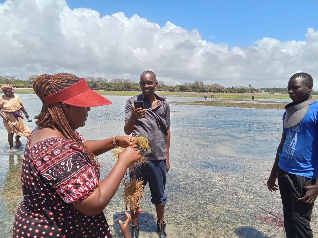Seaweed farming operation